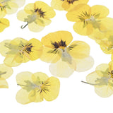 12-Pack Dried Pressed Flowers for Resin, Real Bulk Dry Floral [Yellow Black] Dried Flower