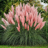 Giant Pink Pampas Grass Seeds - 100 Seeds - Ships from Iowa, Made in USA Pampas Grass