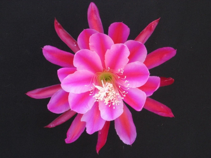 Orchid cactus flower with bright pink petals and pink stamens in center