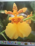 Orchid Plant Onciduim surprise has 1 sp 3 in pot Orchids