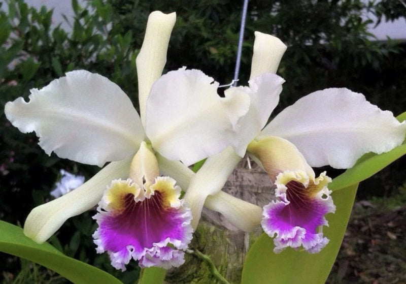 Cattleya rex orchid with white petals and purple-lavender lips