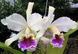 Cattleya rex - Rare Offering - Orchid Species Orchids
