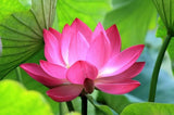 Pink Nelumbo X6 Seeds Lotus Flower Aquatic Plant Flowering Plants