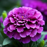 25+ Purple India Marigold Seeds for Garden Planting - USA - PADDED SHIPPING! Garden Plants