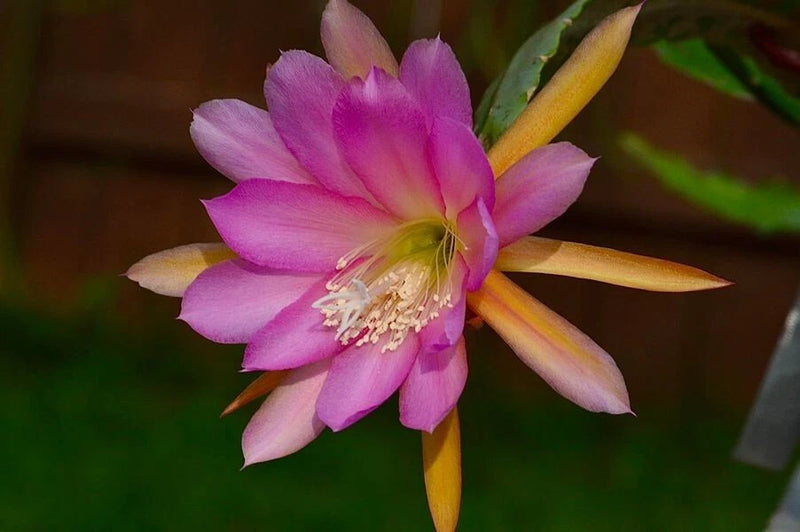 Orchid cactus flower with pink petals and yellow-orange center on green stem