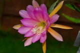 Epiphyllum, Orchid Cactus, " IRENA PAETZ  ", Don's Quart pots MAR/4 Orchids