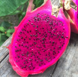 Red Dragon Fruit Seeds Pitaya Cactus Edible Hylocereus Undatus Garden Grow Garden Plants