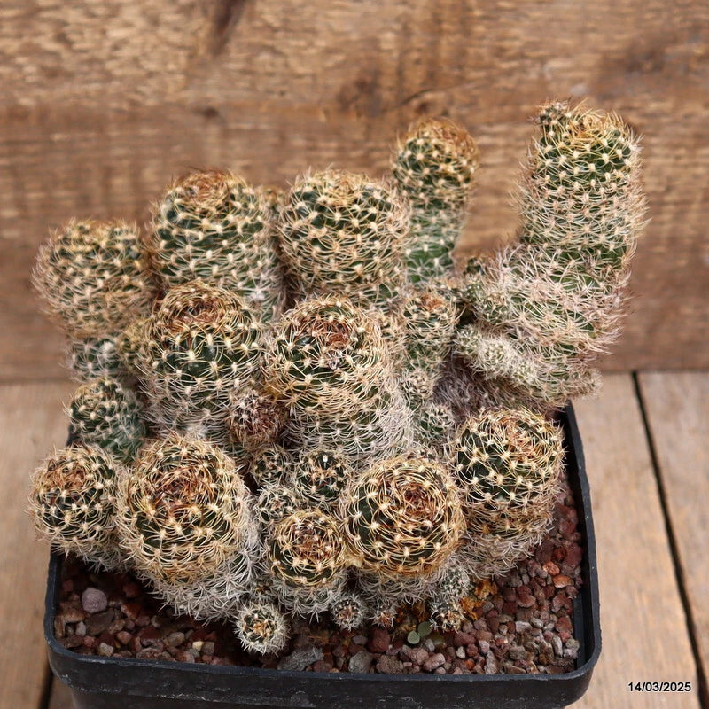 Cactus plant with small green spines in a square black pot