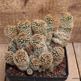 A7709 LOBIVIA ARACHNACHANTHA pot14-H14-W20 cm MaMa Cactus Green Plant