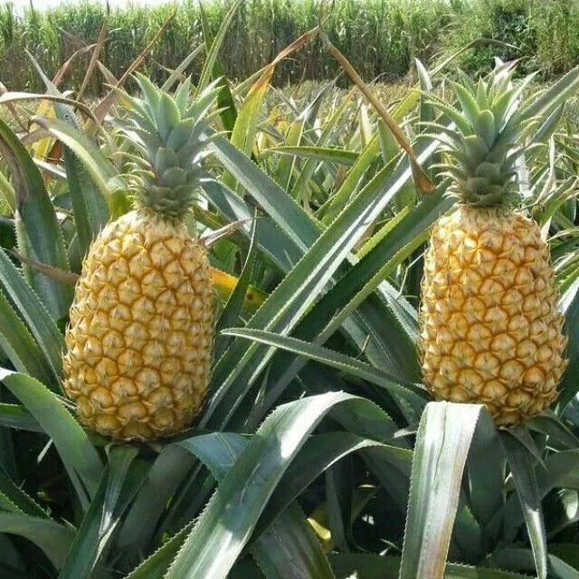 15+ Queen Pineapple Seeds for Garden Planting - USA - FREE SHIPPING! Garden Plants