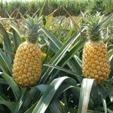 15+ Queen Pineapple Seeds for Garden Planting - USA - FREE SHIPPING! Garden Plants