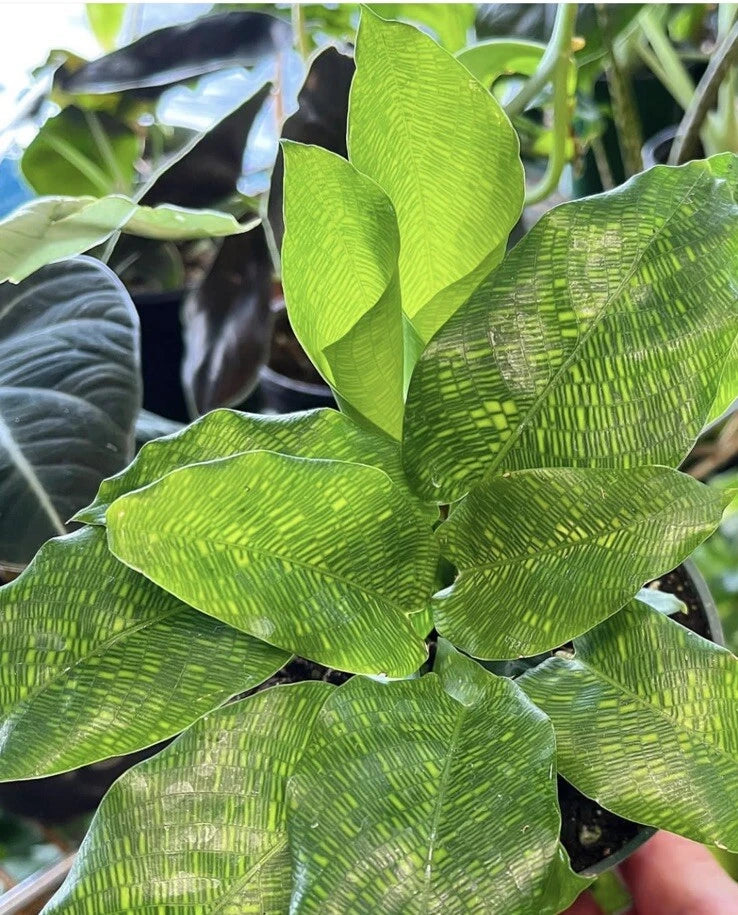 Calathea musaica houseplant with bright green patterned leaves