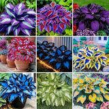 300PCS Hosta Seeds for Planting Ð Shade-Loving Perennial Foliage Plant Ð Ideal Garden Plants