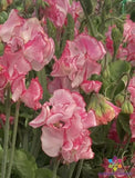 50+ Marie's Melody Semi-Dwarf Sweet Pea Seeds for Garden - USA - FREE SHIPPING! Garden Plants