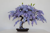 BONSAI JACARANDA MIMOSIFOLIA BLUE FLAMBOYAN rare flowering tree seed 10 seeds Orchids