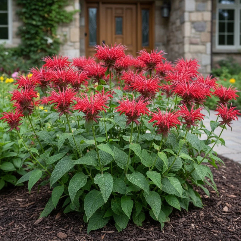 500 Red Bee Balm Seeds Ð Monarda Perennial for Pollinator Gardens Garden Plants