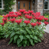 500 Red Bee Balm Seeds Ð Monarda Perennial for Pollinator Gardens Garden Plants