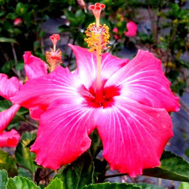 Hibiscus moscheutos flower cutting with bright pink petals and white center stripes