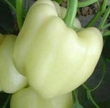 WHITE BELL PEPPER SEEDS 50+ SWEET vegetable GARDEN plants CAPSICUM non-gmo Garden Plants