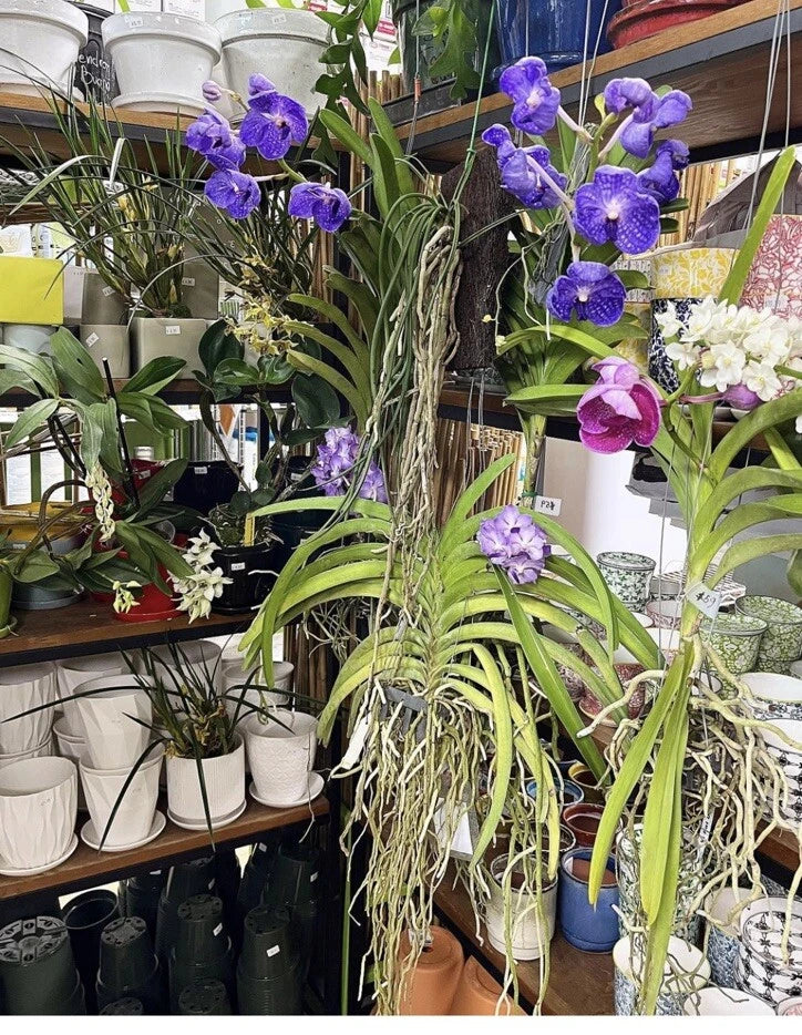 Purple orchid plant with clusters of blooms and long hanging roots