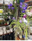 Orchids Plants Orchids