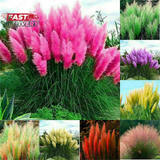100+ Pcs Pampas Mix Color Grass Seeds Cortaderia Selloana Seeds Rare Plants Deco Pampas Grass