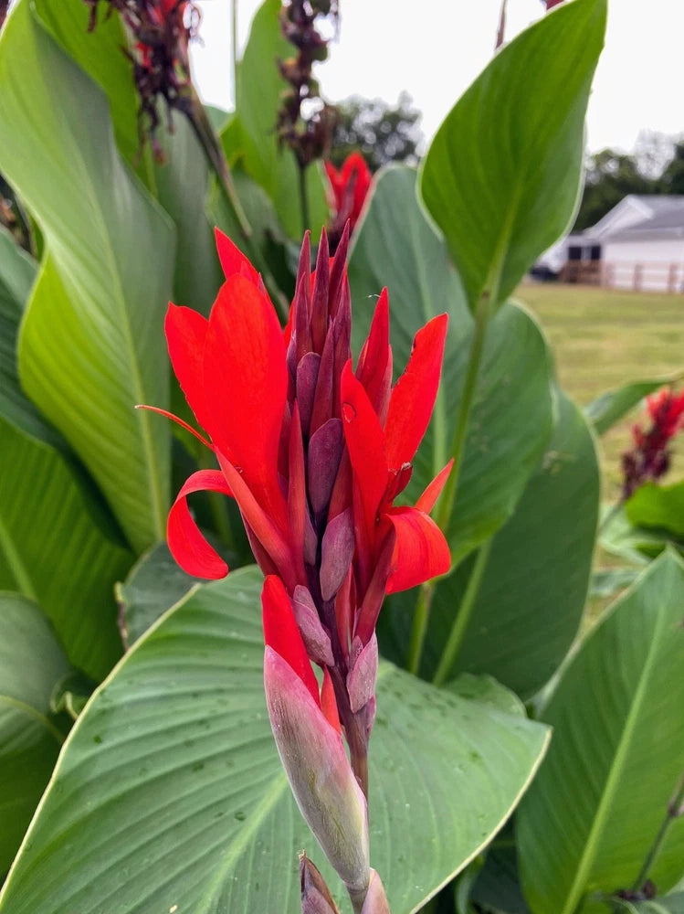Red canna lily flower spike with broad green leaves in garden