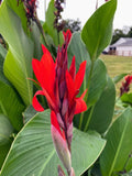 Stunning Red Canna Lily  Root Rhizomes Set of 10 Garden Flower Lily