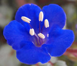 CALIFORNIA BLUEBELL Phacelia Campanularia - 2,000 Bulk Seeds Garden Plants