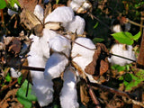 12 UPLAND COTTON SEEDS  Gossypium hirsutum Flowering Plants