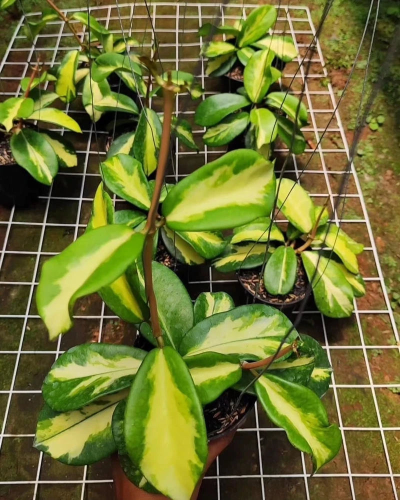 New Hoya Diversifolia maharani rare hoya house plant Green Plant
