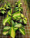 New Hoya Diversifolia maharani rare hoya house plant Green Plant