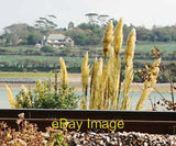 Photo 6x4 Pampas Grass by the Railway at Lelant In October these creamy s c2007 Pampas Grass