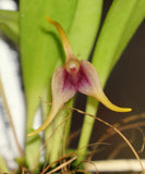Blooming Size Miniature Orchid Hybrid Masdevallia (herradurae x nicaraguae) Flowering Plants