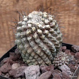 D3578 COPIAPOA HULIGIANA pot12-H10-W10 cm MaMa Cactus Green Plant