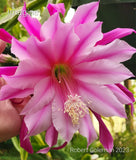Epiphyllum 'Imagine' Unrooted Cutting - Rare Orchid Cactus - Beautiful! Orchids