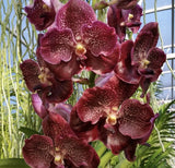 Orchid - Vanda Kriengchai Brownie - Live Plant Orchids