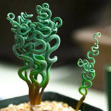 ===SUCCULENT== SS0072 Living Stones Flower Succulent Cactus Rare Succulent seeds Orchids