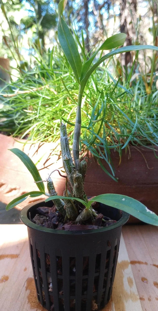 Species orchid plant with green leaves in black net pot