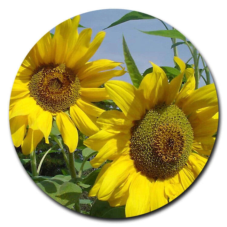 Sunflower pendant charm with two yellow blossoms and dark centers