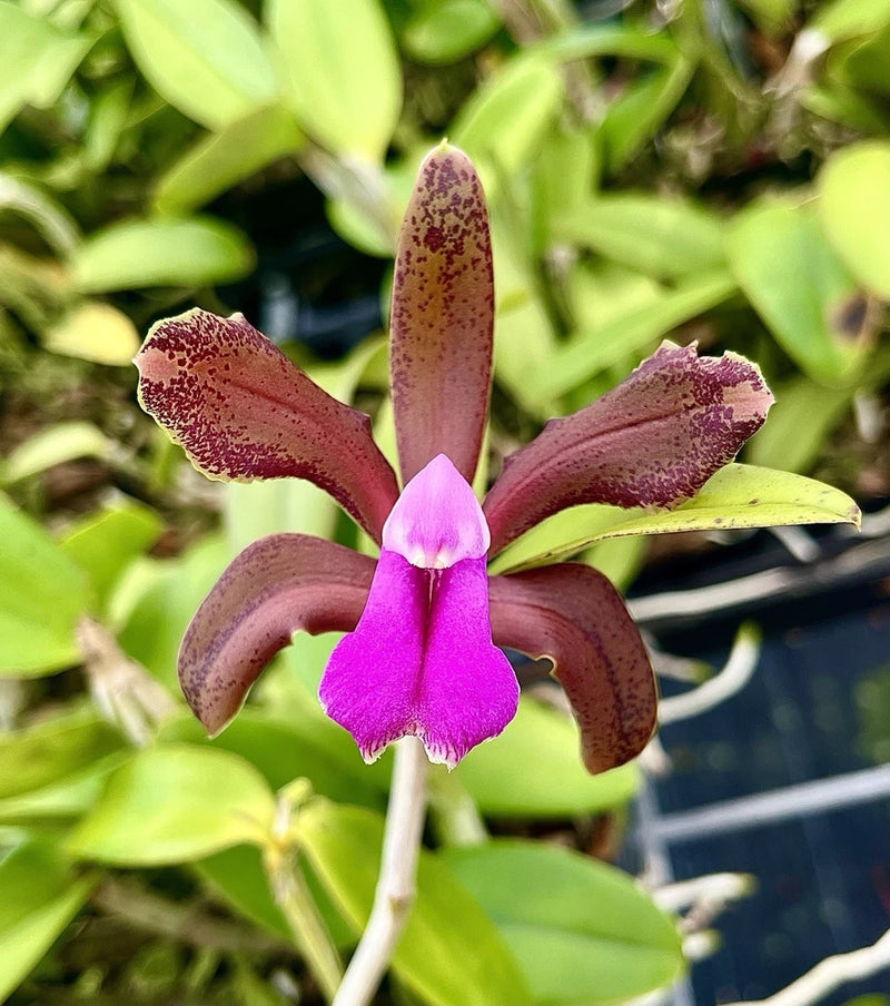 Bicolor orchid bloom with purple center and maroon speckled petals on a green stem
