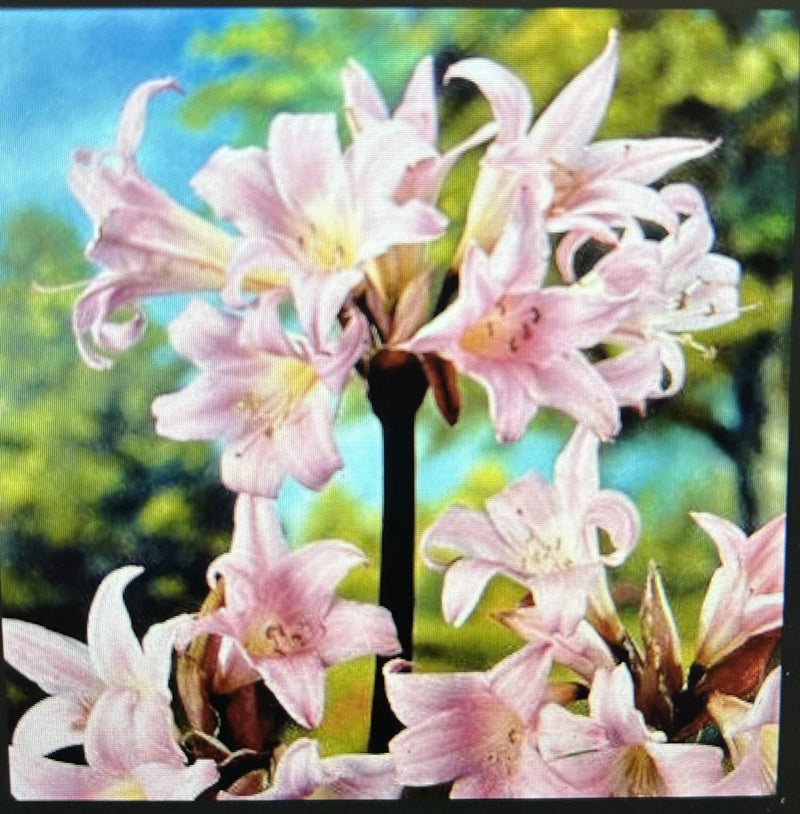Pink lycoris lily flowers with light pink petals and yellow centers