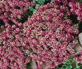 ALYSSUM ROSIE O'DAY Lobularia Maritima - 100 Seeds Garden Plants