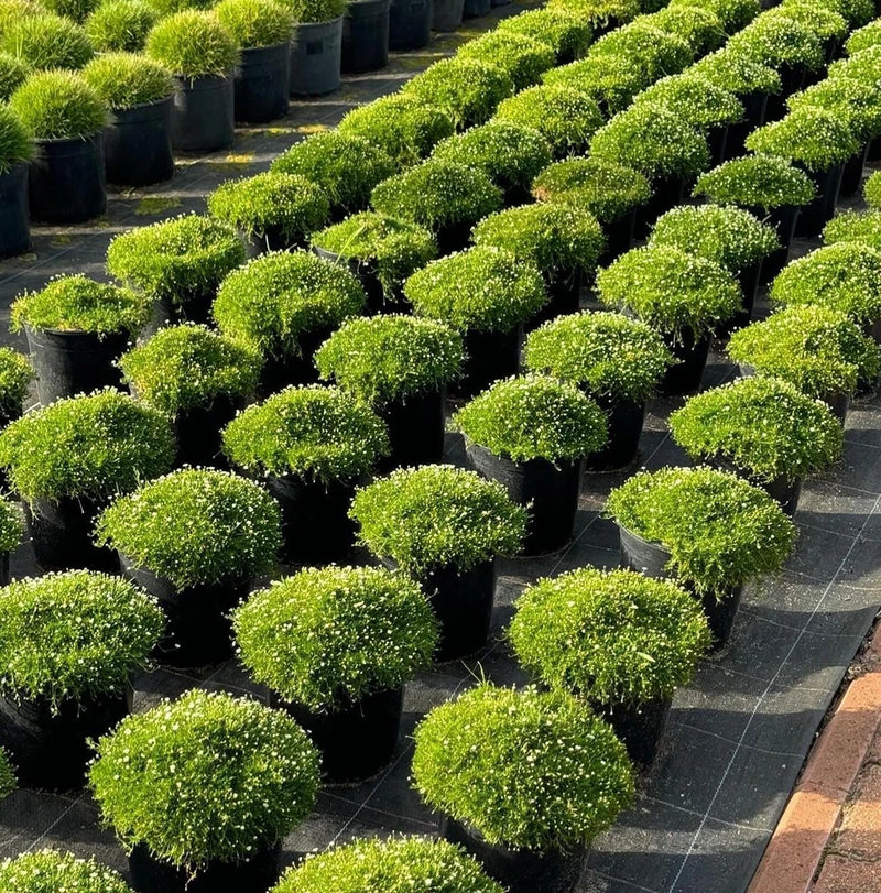 Irish Moss 250-5,000+ Seeds (Sagina subulata) Pearlwort Flowering Plants