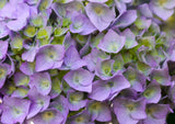 Live Onyx Peacock Bigleaf Hydrangea plant with blue-purple mophead type flowers Hydrangea