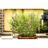 Holy basil Plant (Ocimum tenuiflorum) Seeds Pack of 30 Seeds for Gardening Garden Plants
