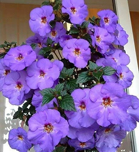 Pretty  Imported  Achimenes  Purple Flower Bulbs  pack of  2 bulbs Ranunculus