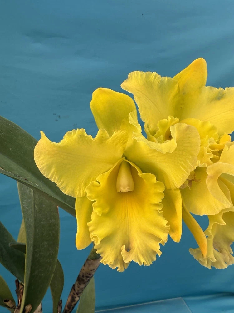 Yellow orchid hybrid blooms with ruffled petals and green leaves