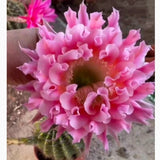 3-4cm Cactus Succulent Plant Echinopsis 'Schick Hybrids' flowering Plants Flowering Plants