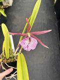 B. Bessho ( B Nodosa ÔSusan Fuchs FCC/AOS x L TennisÕs ÕRainforestÕ FCC/AOS 2Ó Orchids
